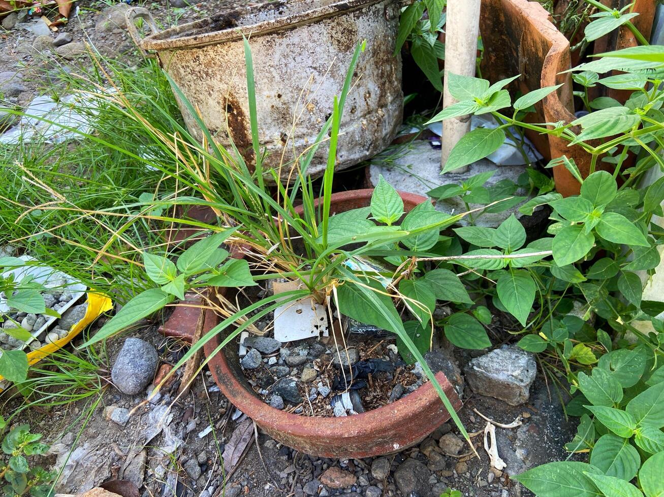 green plants in the garden photo