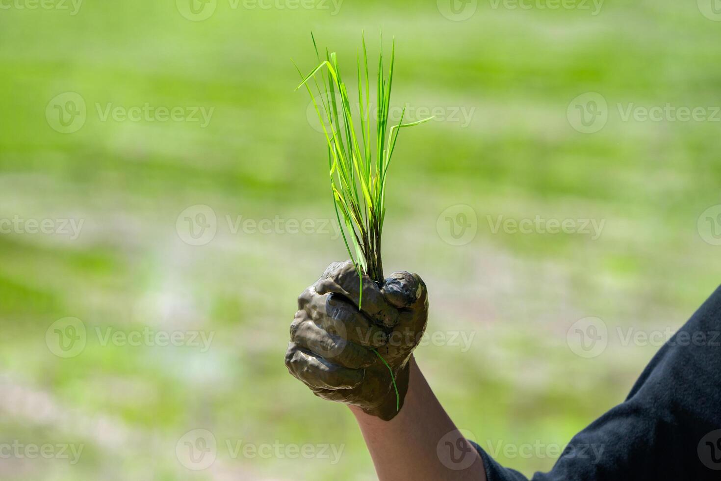 Close up to Asian man's hand hold the rice with mud on his hand for transplant rice seedlings in paddy rice. photo