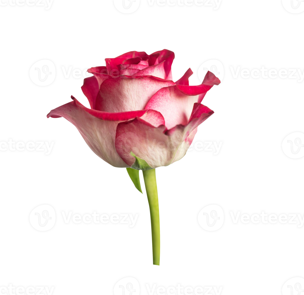 Red rose side view. Beautiful single light flower on stem transparent. Natural object for design to Valentines Day, mother Day, anniversary, wedding png