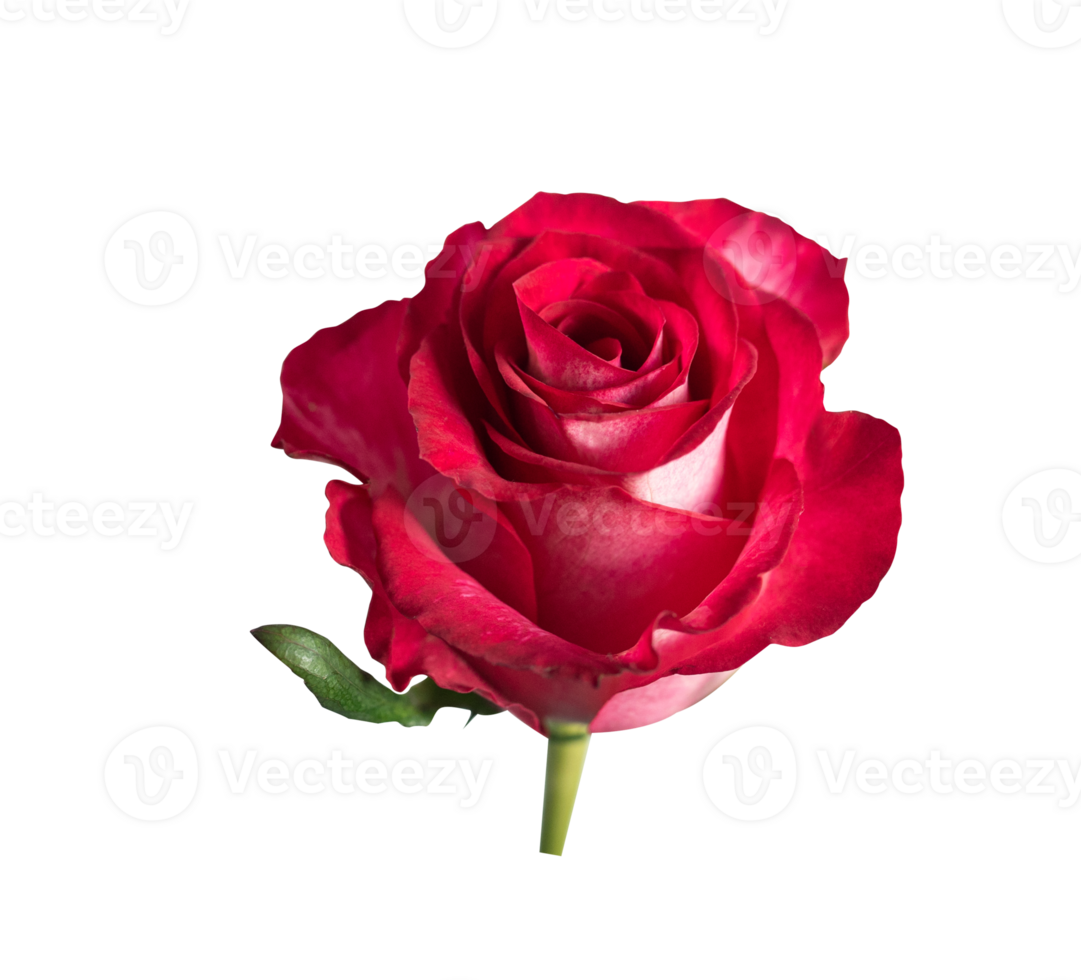 Red rose top view. Beautiful single light flower on stem transparent. Natural object for design to Valentines Day, mother Day, anniversary, wedding png