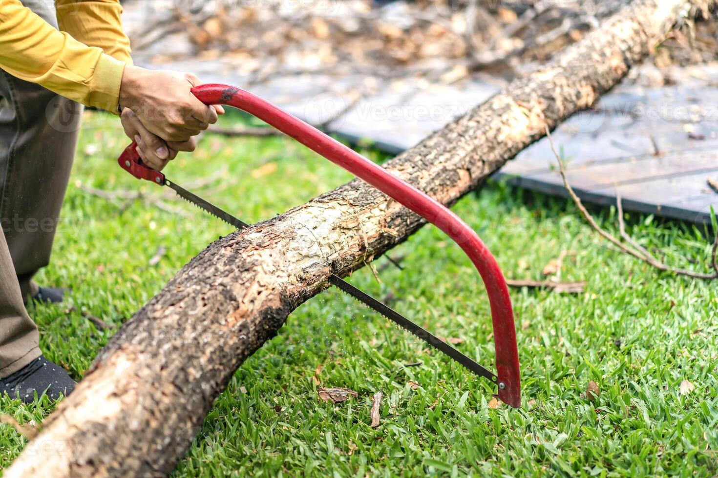 Asian worker saw log, dead tree to small pieces for next process. photo
