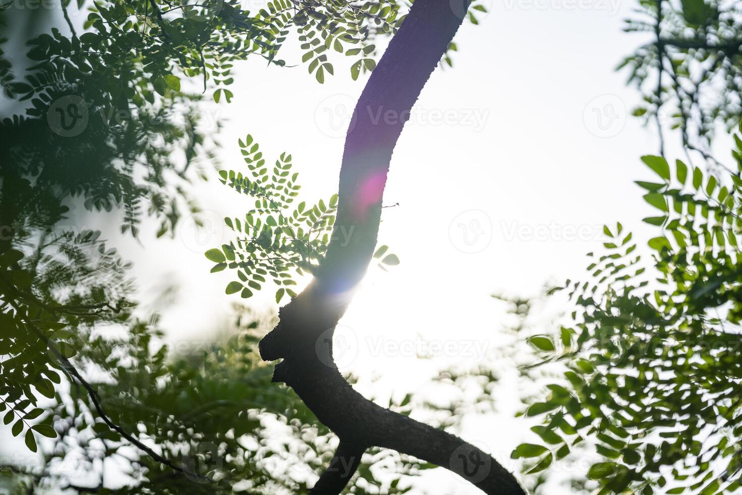 Tree leaf and branch flare light from above of the tree for Nature Background. photo