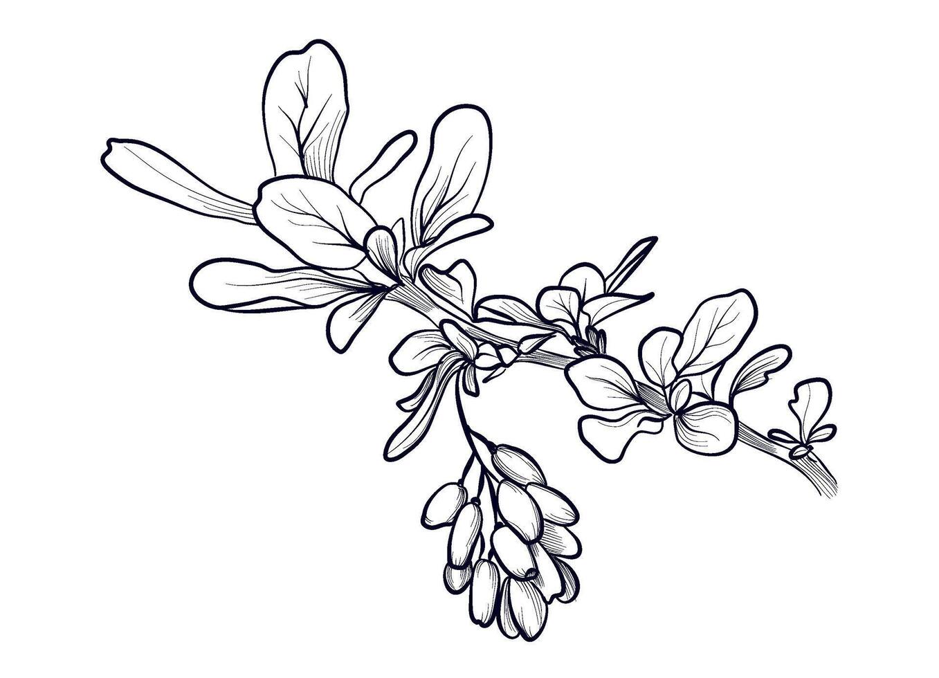 black and white hand drawn branches with barberry berries vector