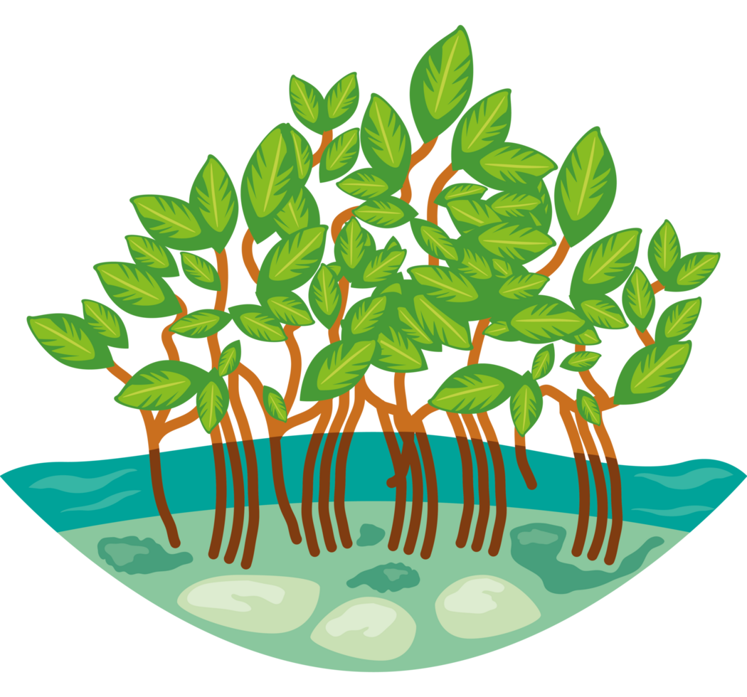mangrove trees on the coast png