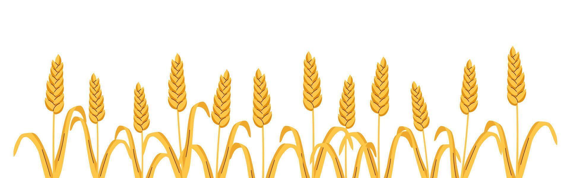 Background of wheat ears isolated on white. Concept of fall, bread, harvest. vector