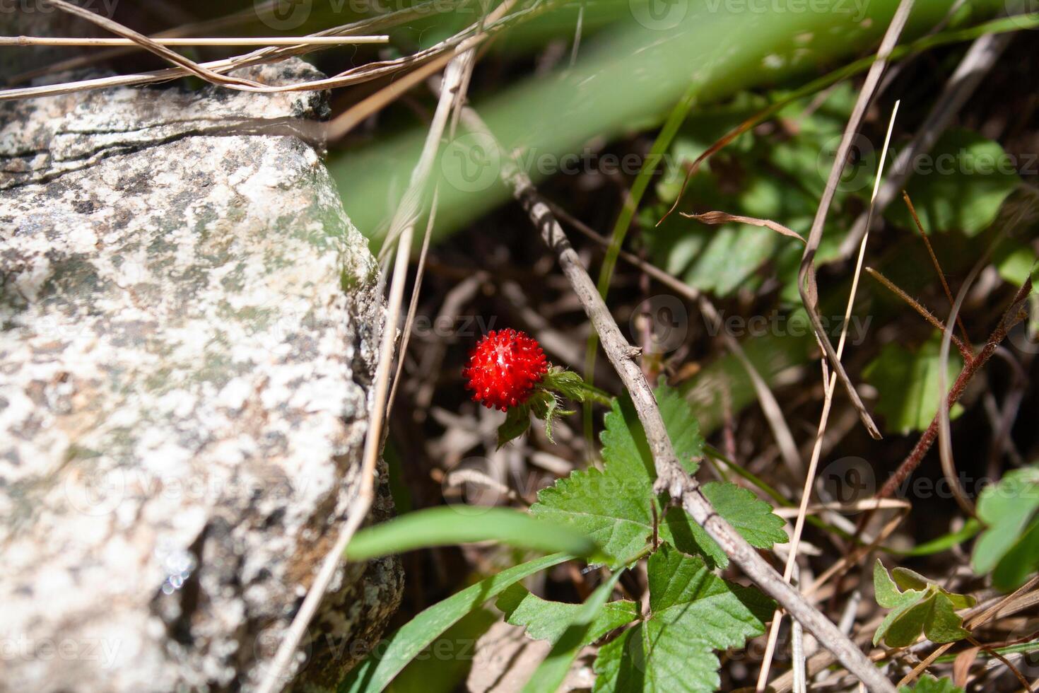 Mock Strawberry or wild Strawberry red fruits photo