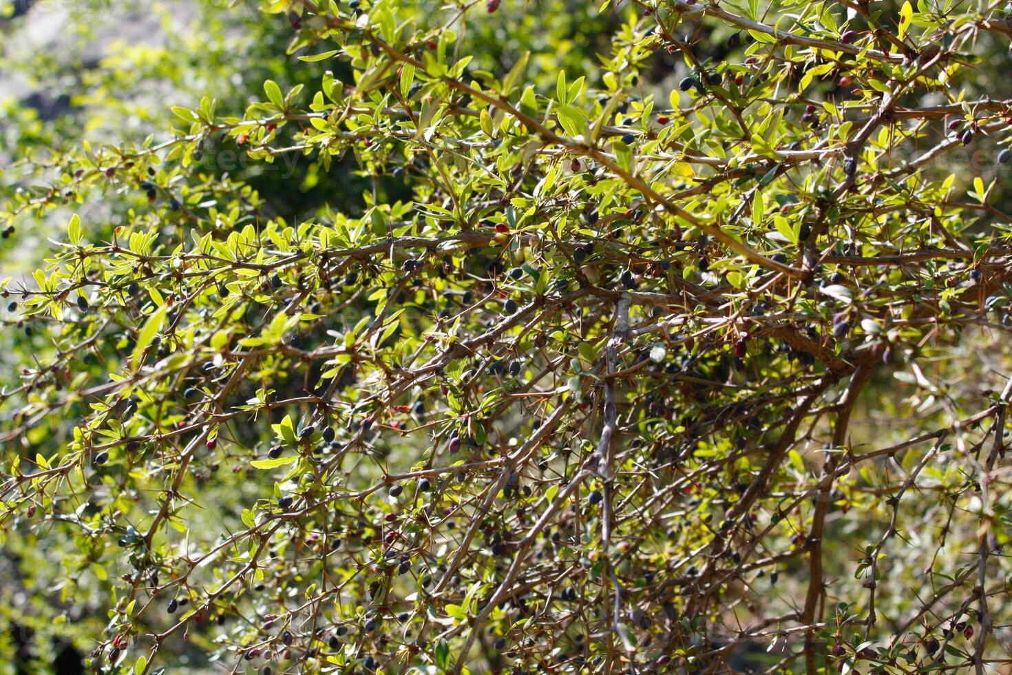 Berberis, Oregon Grape, Mountain Grape, Oregon Barberry, Oregon Grapeholly, Jaundice Berry or Woodsour photo