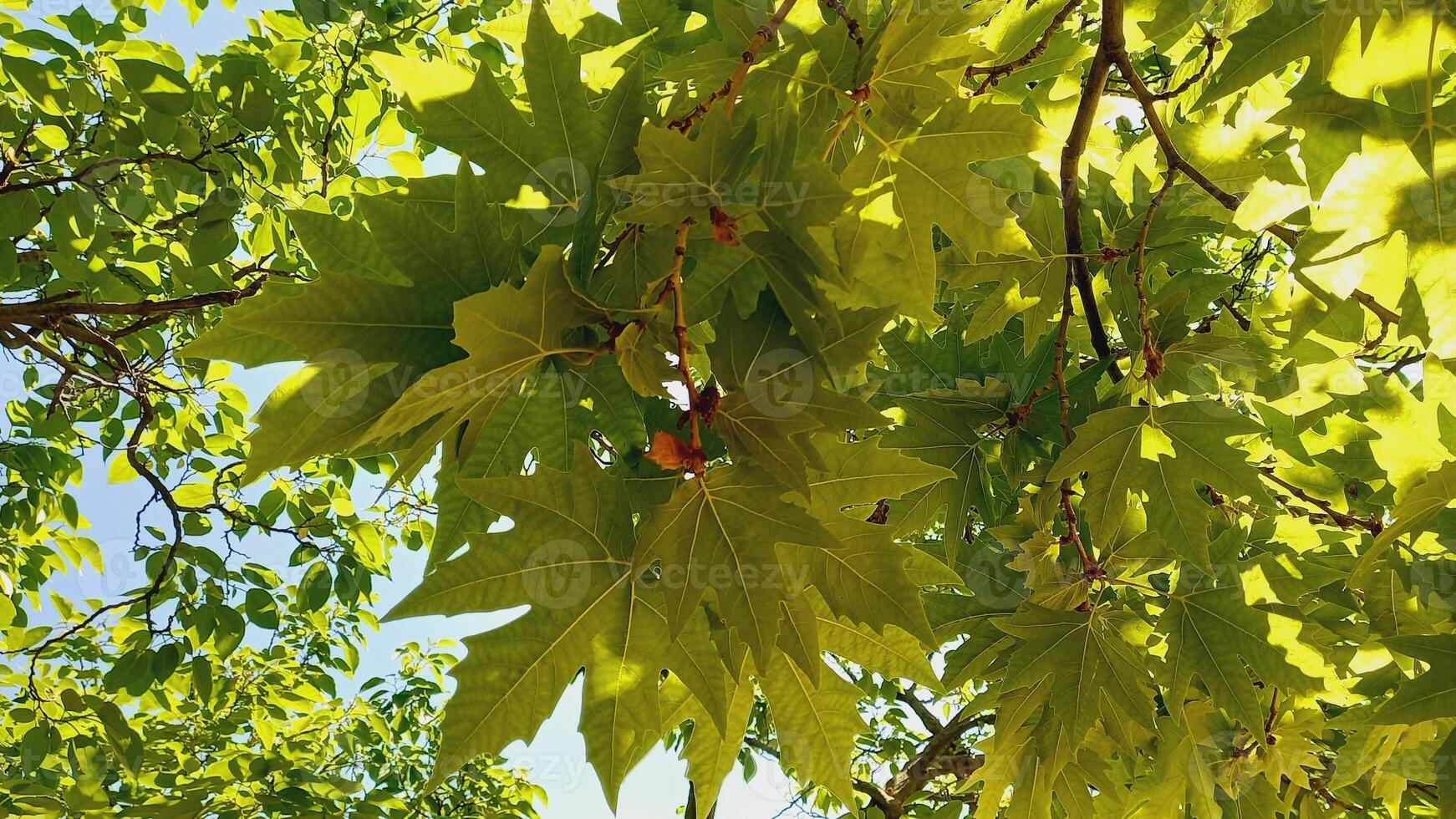 Maple, Sugar Tree, Rock Maple, Curly Maple, Bird Eye Maple trees and big leaves photo