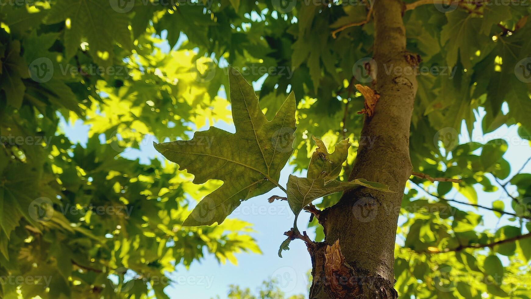 Maple, Sugar Tree, Rock Maple, Curly Maple, Bird Eye Maple trees and big leaves photo