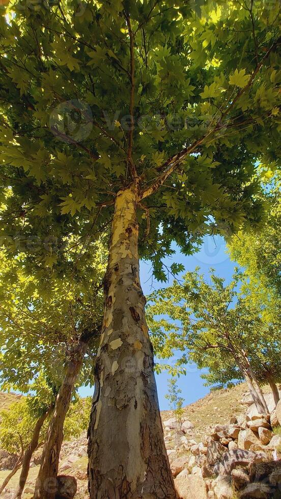 Maple, Sugar Tree, Rock Maple, Curly Maple, Bird Eye Maple trees and big leaves photo