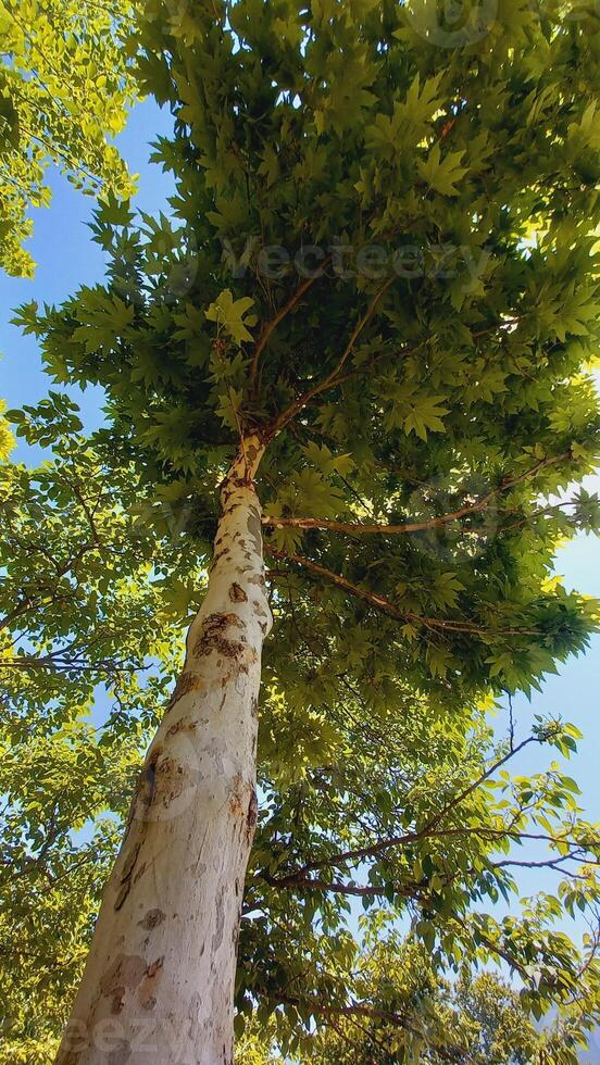Maple, Sugar Tree, Rock Maple, Curly Maple, Bird Eye Maple trees and big leaves photo