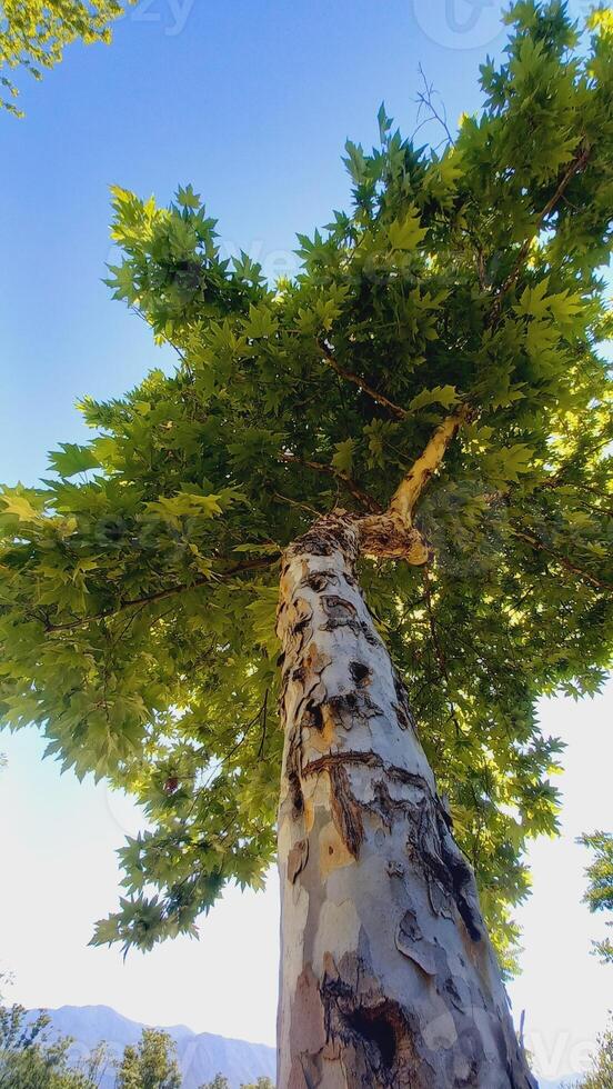 Maple, Sugar Tree, Rock Maple, Curly Maple, Bird Eye Maple trees and big leaves photo