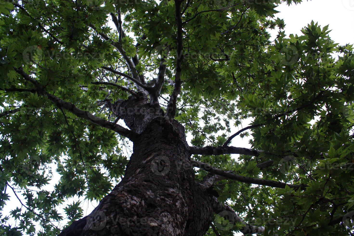 Maple, Sugar Tree, Rock Maple, Curly Maple, Bird Eye Maple trees and big leaves photo