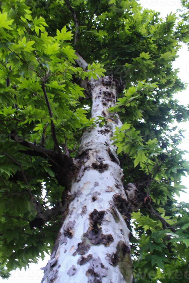 Maple, Sugar Tree, Rock Maple, Curly Maple, Bird Eye Maple trees and big leaves photo