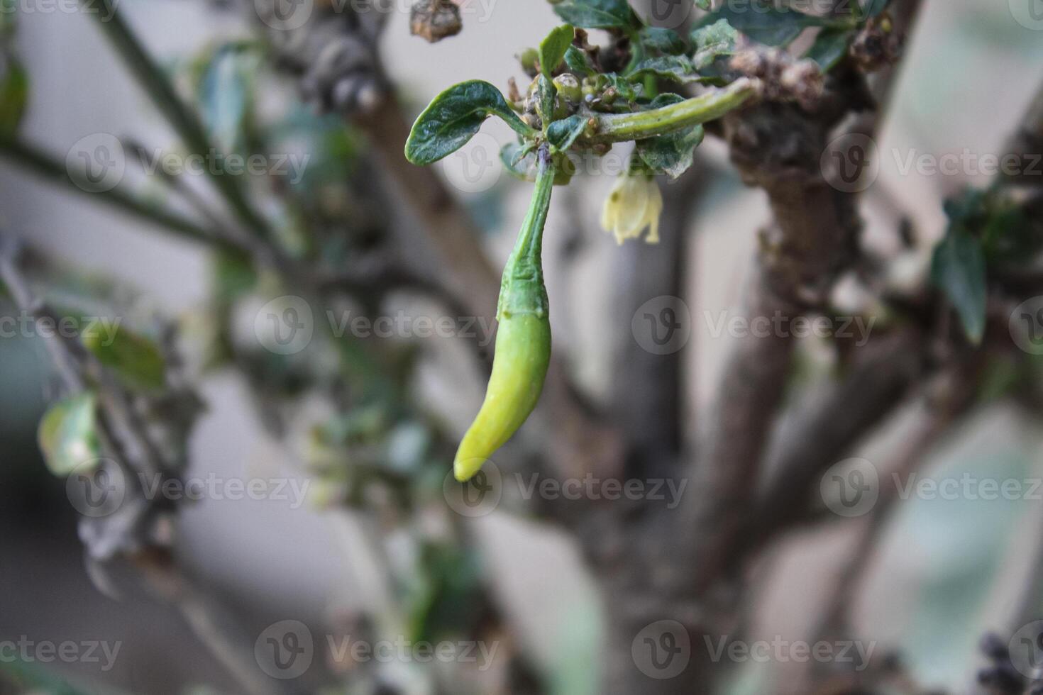 Lush Fresh Chilli or Peppers photo