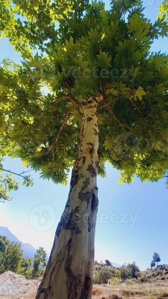 Maple, Sugar Tree, Rock Maple, Curly Maple, Bird Eye Maple trees and big leaves photo
