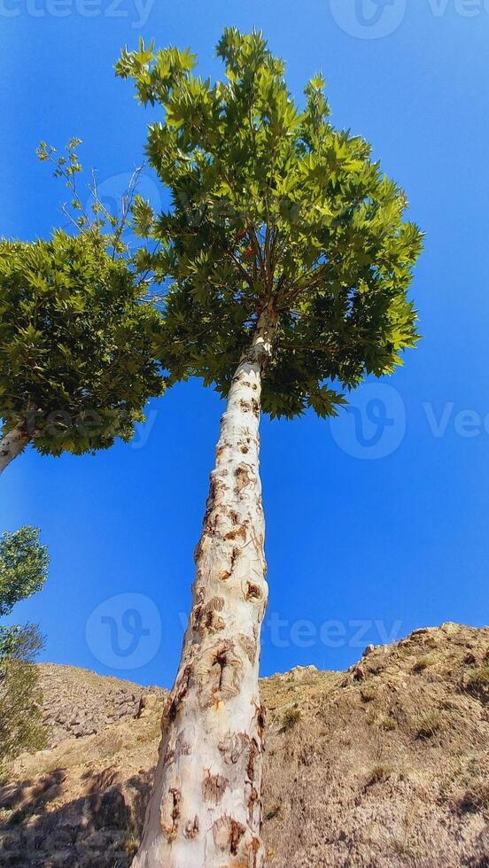 Maple, Sugar Tree, Rock Maple, Curly Maple, Bird Eye Maple trees and big leaves photo