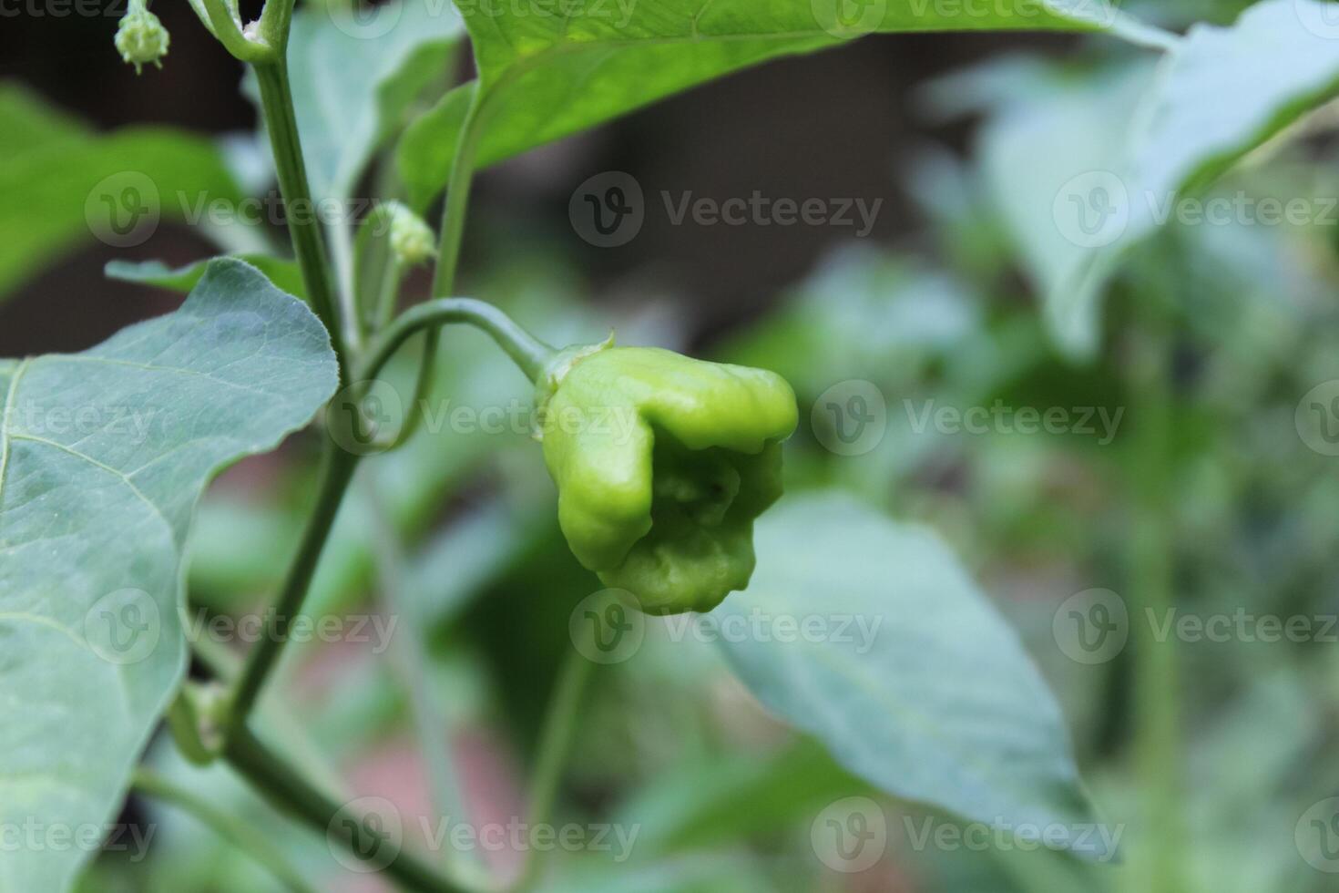 Lush Fresh Chilli or Peppers photo