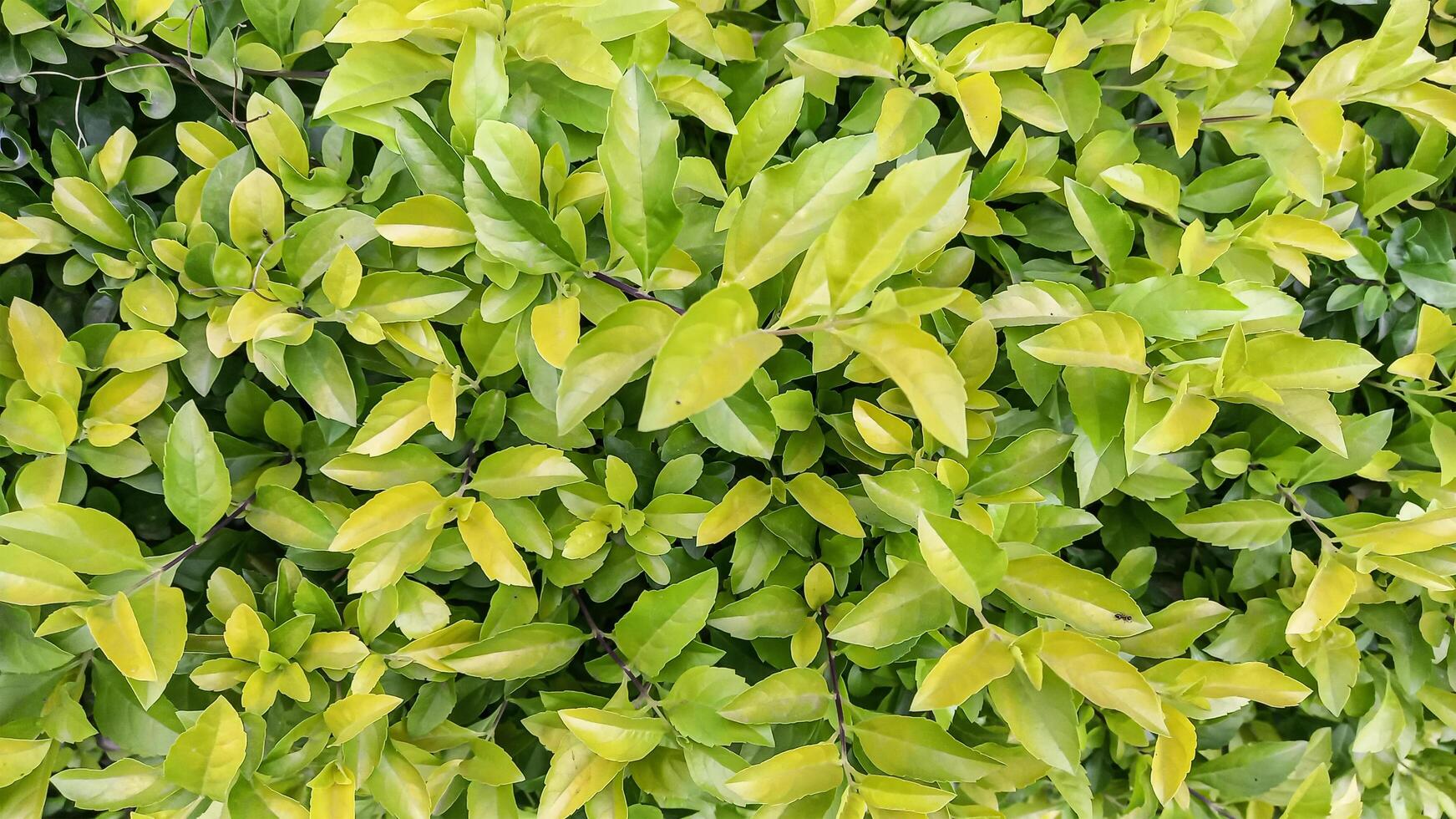 Duranta Erecta green and fresh leaves photo