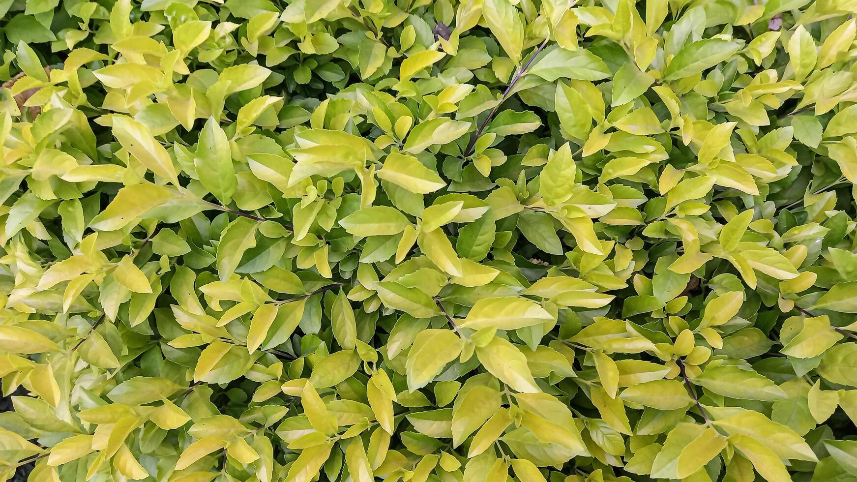 Duranta Erecta green and fresh leaves photo