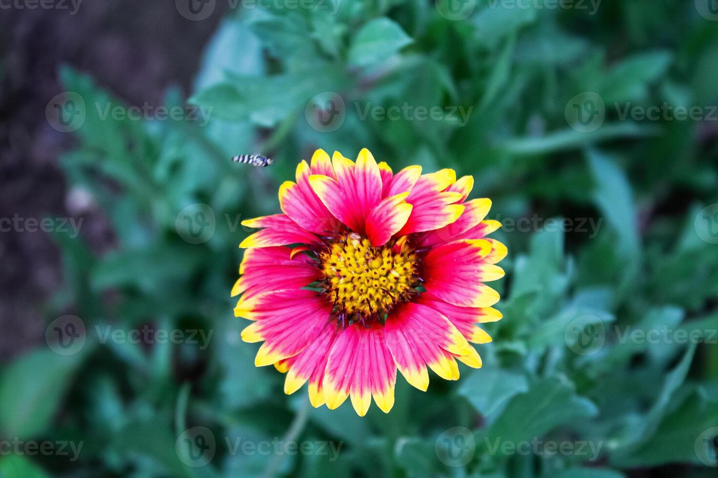 Common Gaillardia, Great Blanket Flower, Indian Blanketflower, Gaillardia aristata Or Gaillardia grandiflora photo