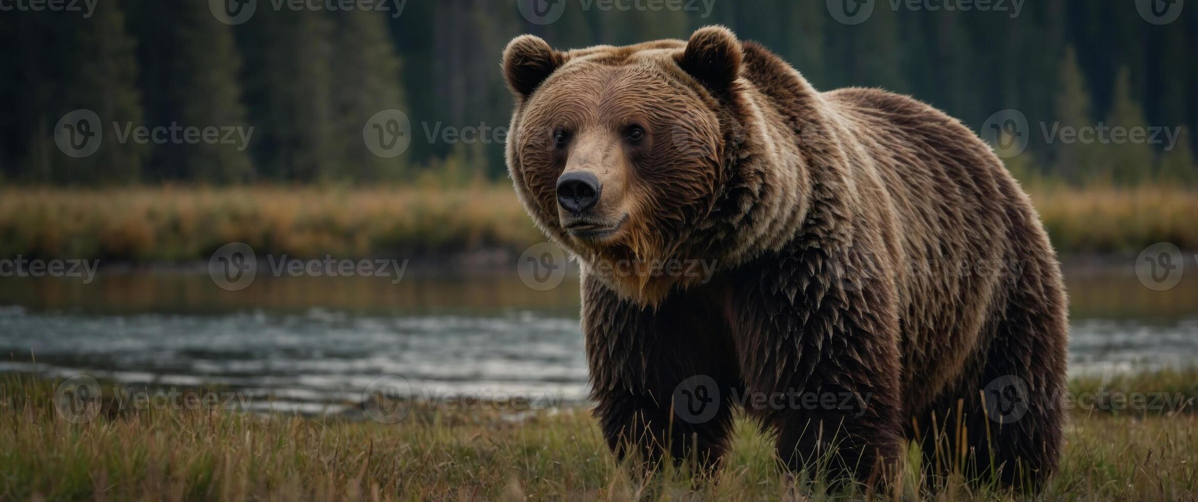 Grizzly bear beautifull nature wildlife animal collection. photo