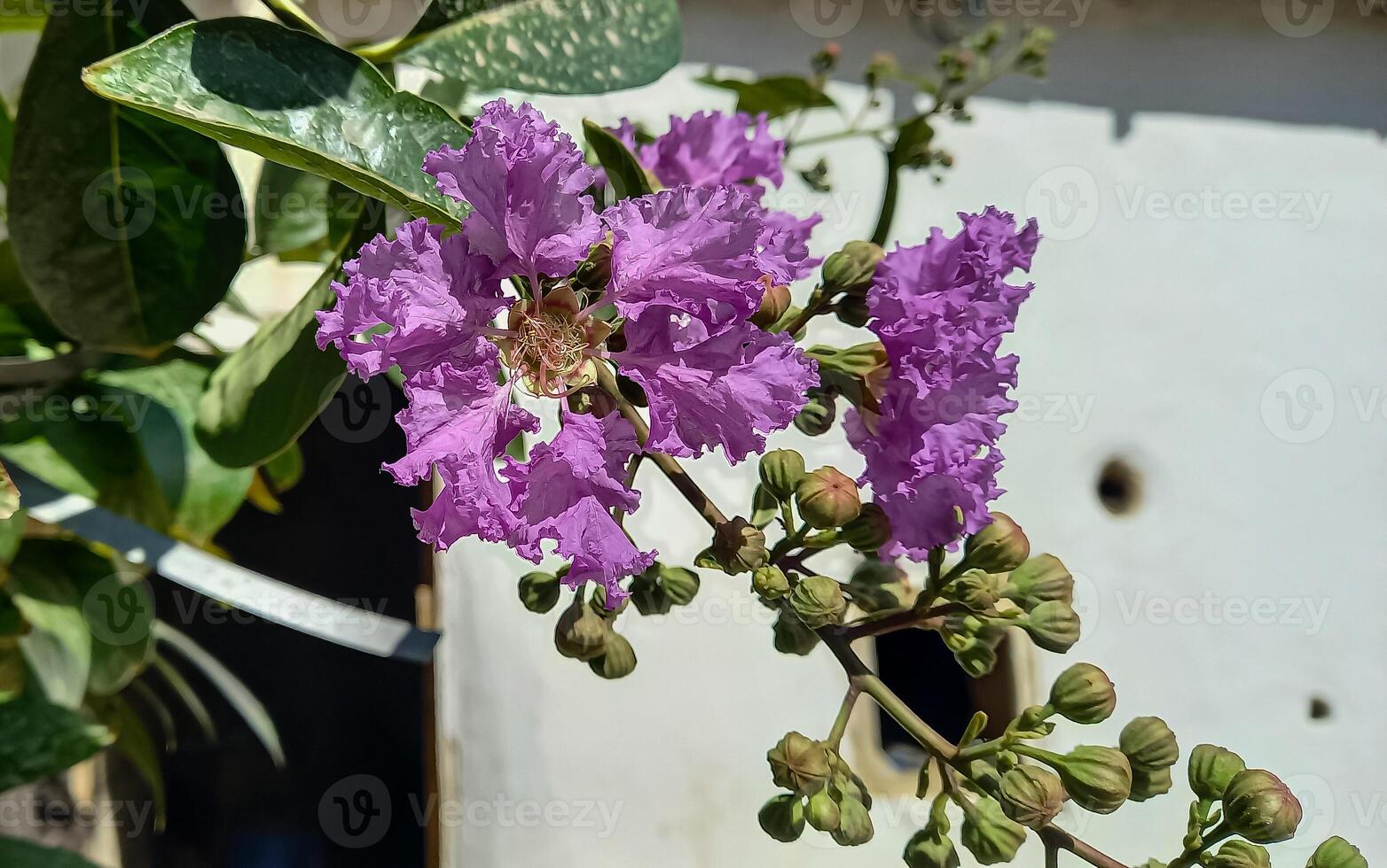 Crape myrtle, crepeflower, or summer lilac flowers photo