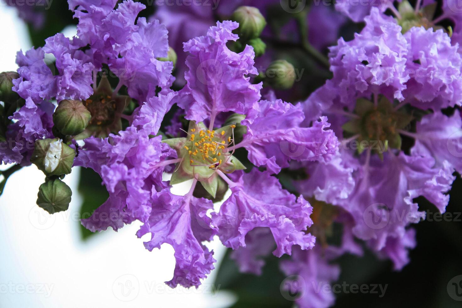 Crape myrtle, crepeflower, or summer lilac flowers photo