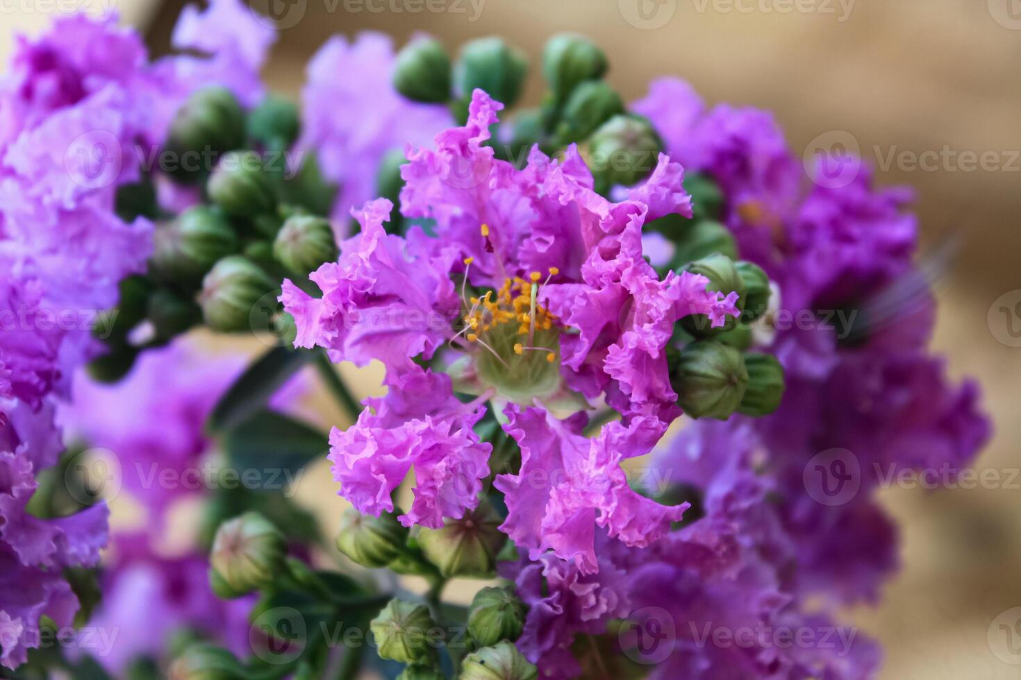Crape myrtle, crepeflower, or summer lilac flowers photo