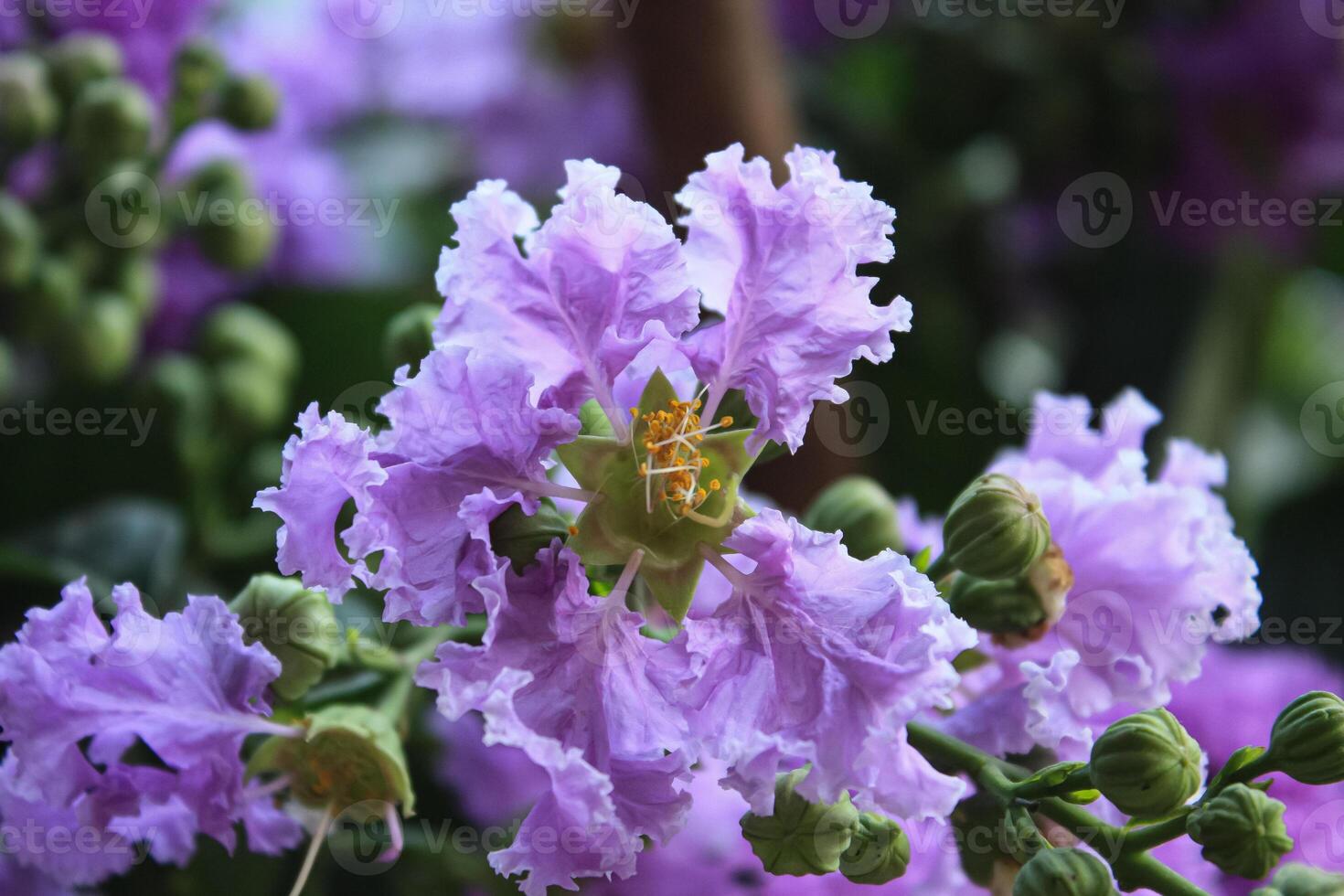 Crape myrtle, crepeflower, or summer lilac flowers photo