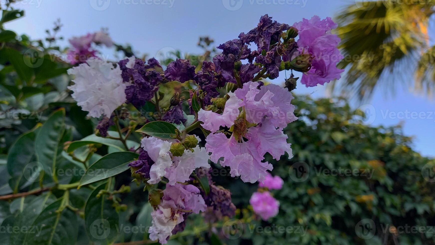 Crape myrtle, crepeflower, or summer lilac flowers photo