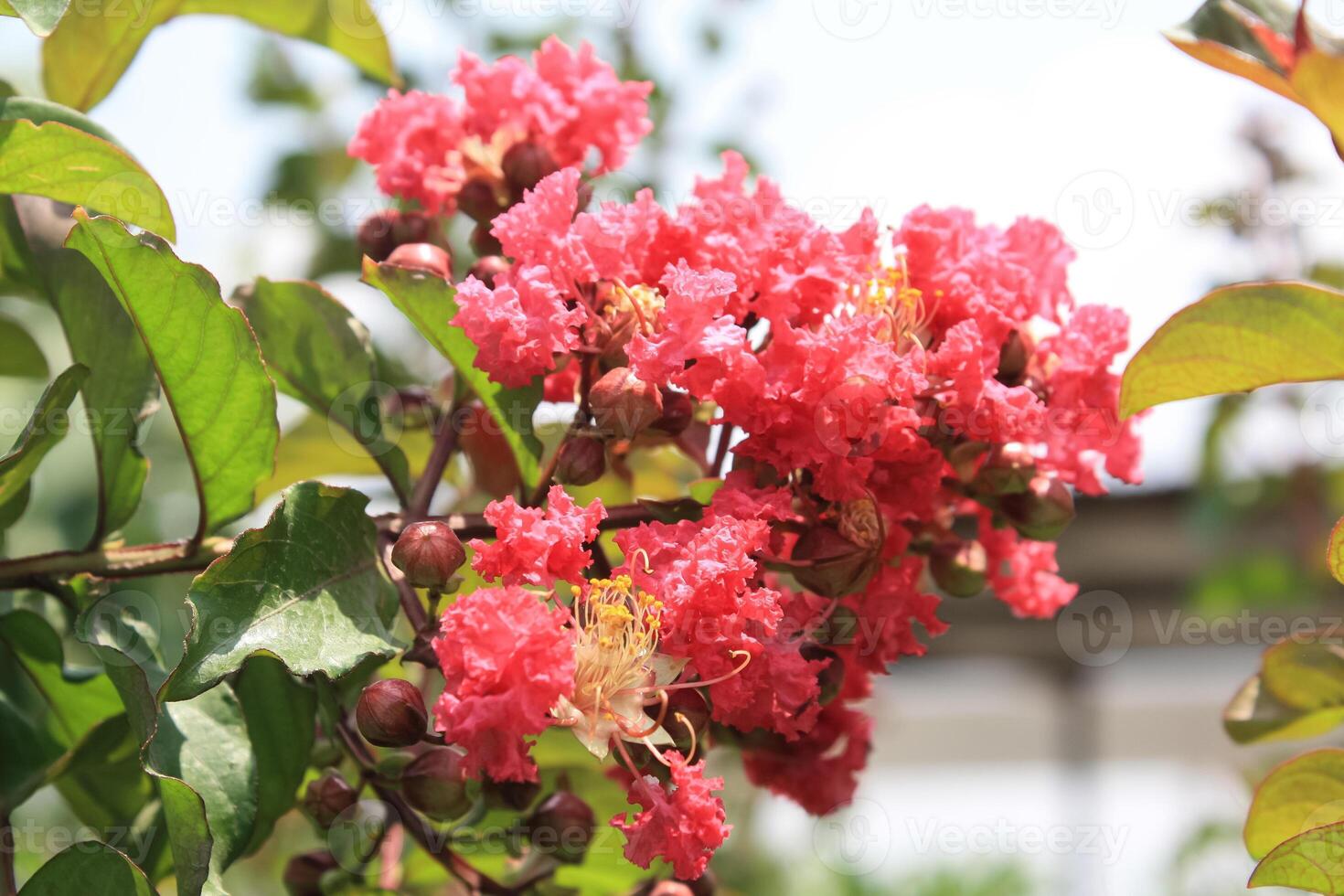 Crape myrtle, crepeflower, or summer lilac flowers photo