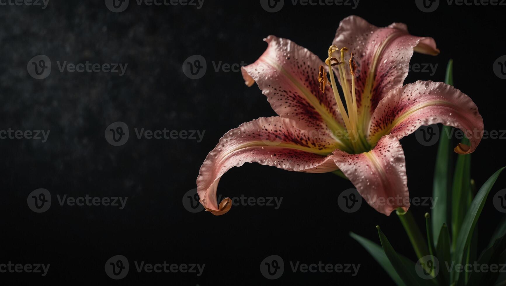 Funeral lily on dark black background with ample space for strategic text placement. photo