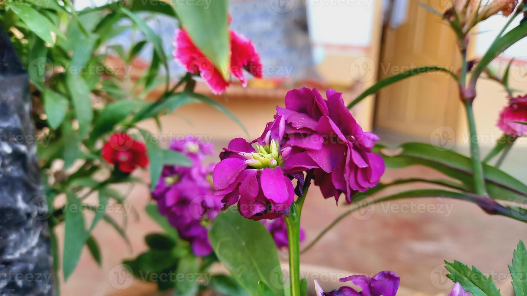 Matthiola incana, Brompton stock, common stock, hoary stock, ten-week stock, and gilly-flower photo