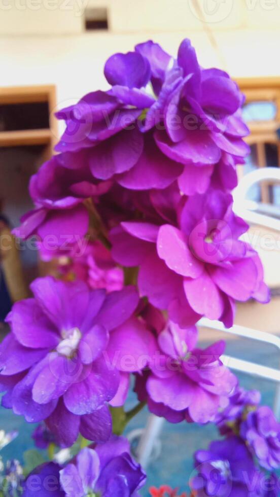 Matthiola incana, Brompton stock, common stock, hoary stock, ten-week stock, and gilly-flower photo