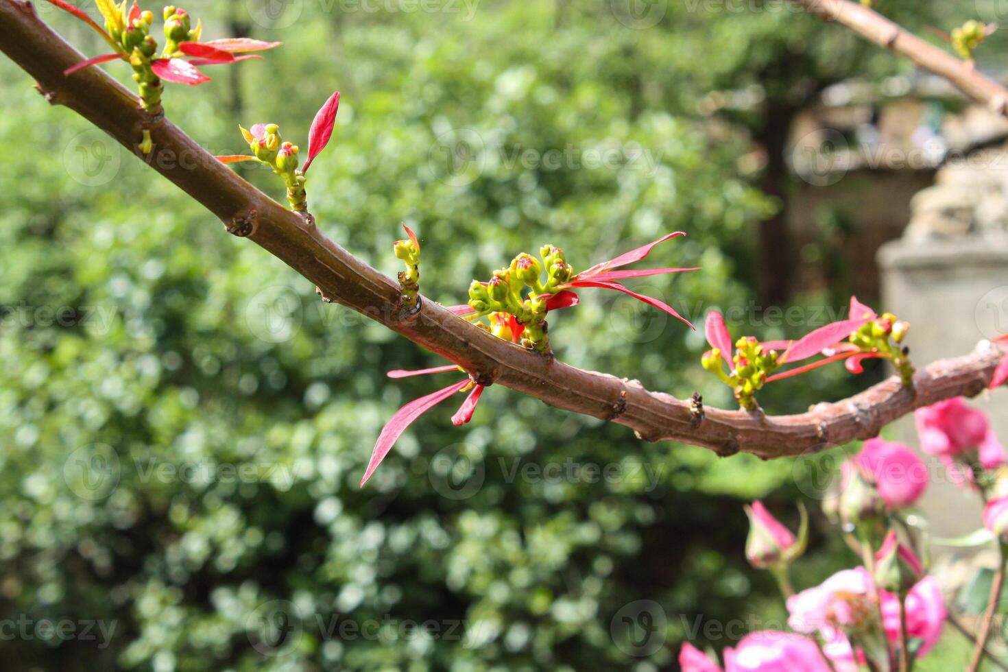 Euphorbia pulcherrima or Poinsettia flowers photo
