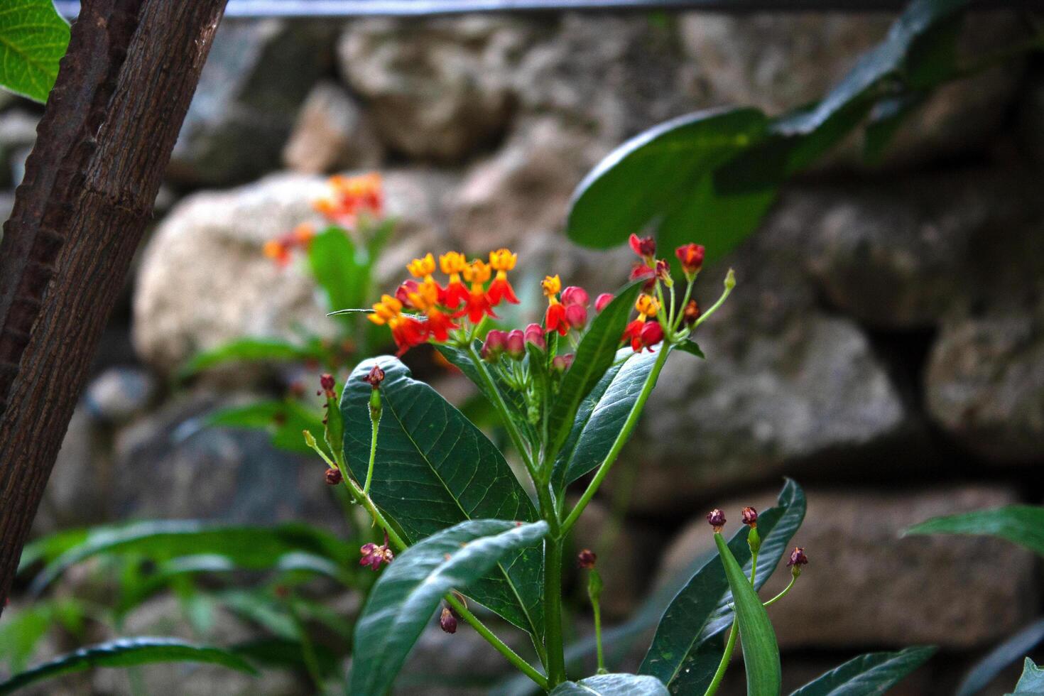 Asclepias curassavica, Tropical Milkweed, Bloodflower, Scarlet Milkweed, Mexican Butterfly Weed, and Silkweed. photo