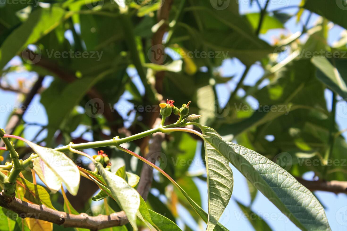 Euphorbia pulcherrima or Poinsettia flowers photo