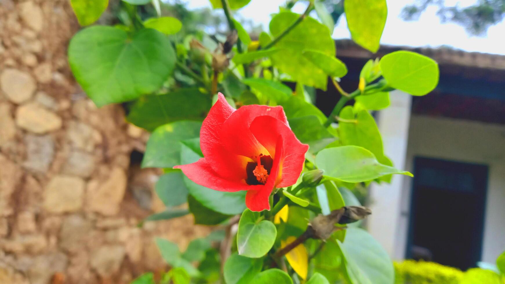 Hibiscus tiliaceus beautifuL flower photo