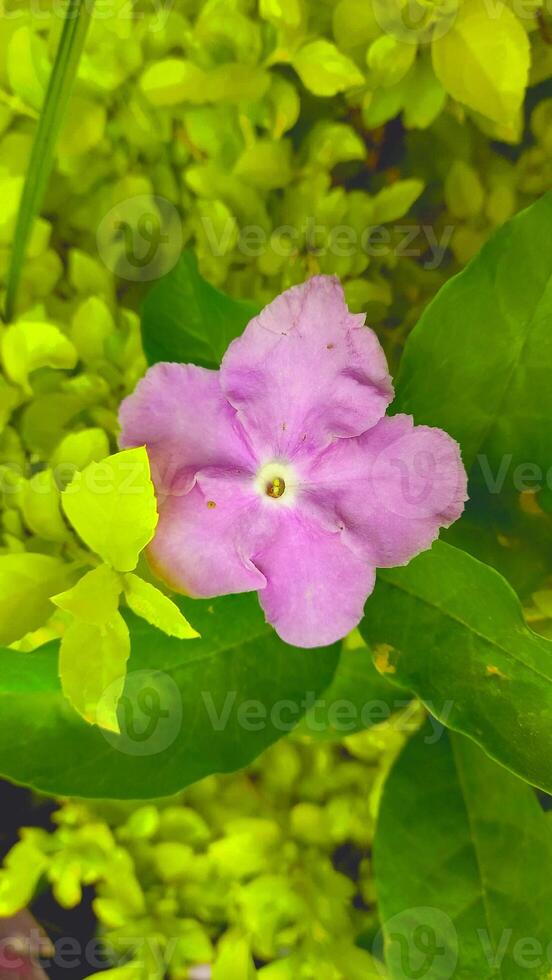 Brunfelsia Latifolia, Raintree or Lady of the night garden flowers photo