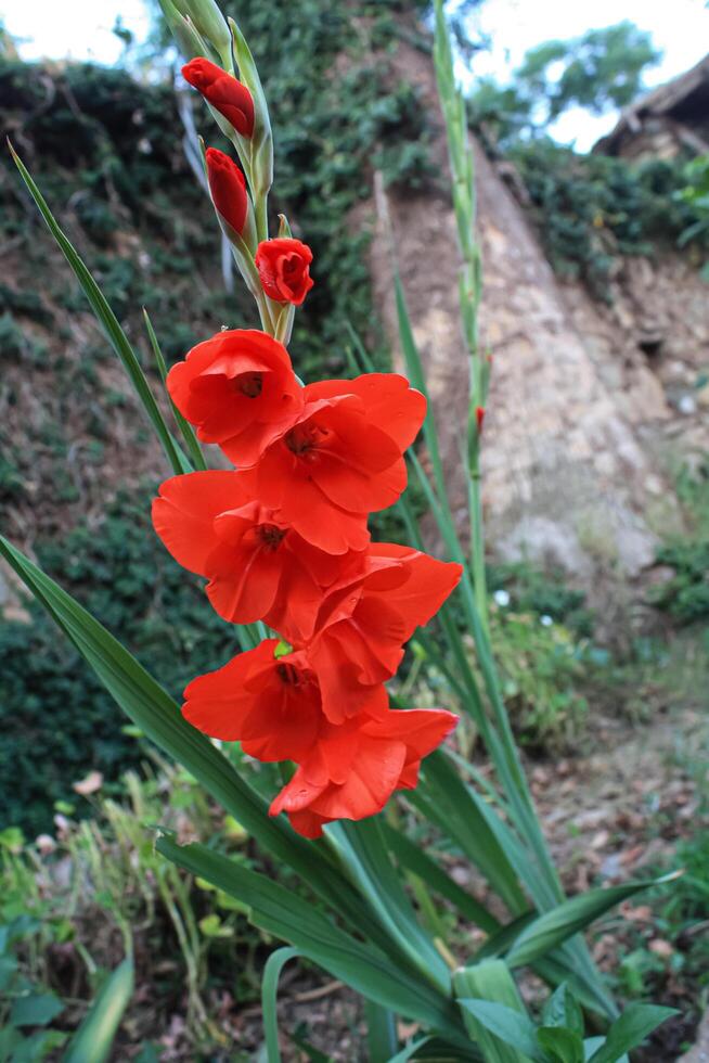 Sword Lily 'Robinetta', Hardy Gladiolus 'Robinetta', Dwarf Gladiolus Robinetta Award-winner Gladiolus Robinetta photo