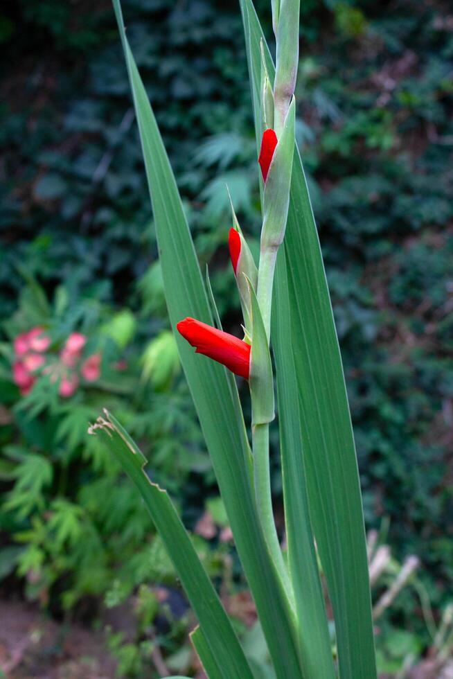 Sword Lily 'Robinetta', Hardy Gladiolus 'Robinetta', Dwarf Gladiolus Robinetta Award-winner Gladiolus Robinetta photo