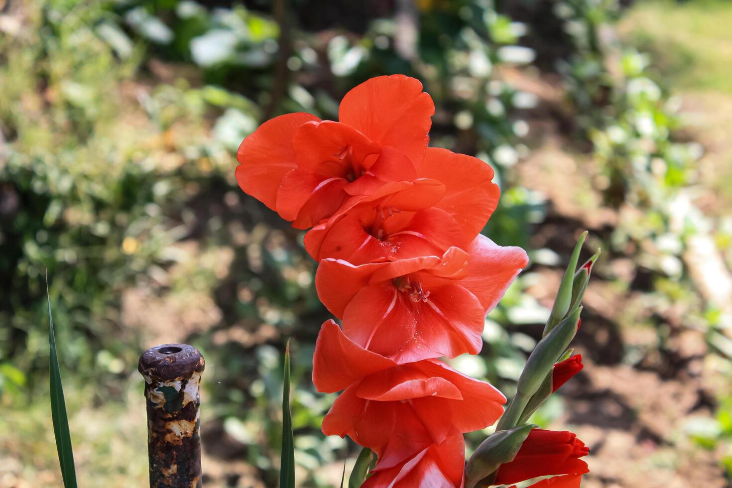 Sword Lily 'Robinetta', Hardy Gladiolus 'Robinetta', Dwarf Gladiolus Robinetta Award-winner Gladiolus Robinetta photo