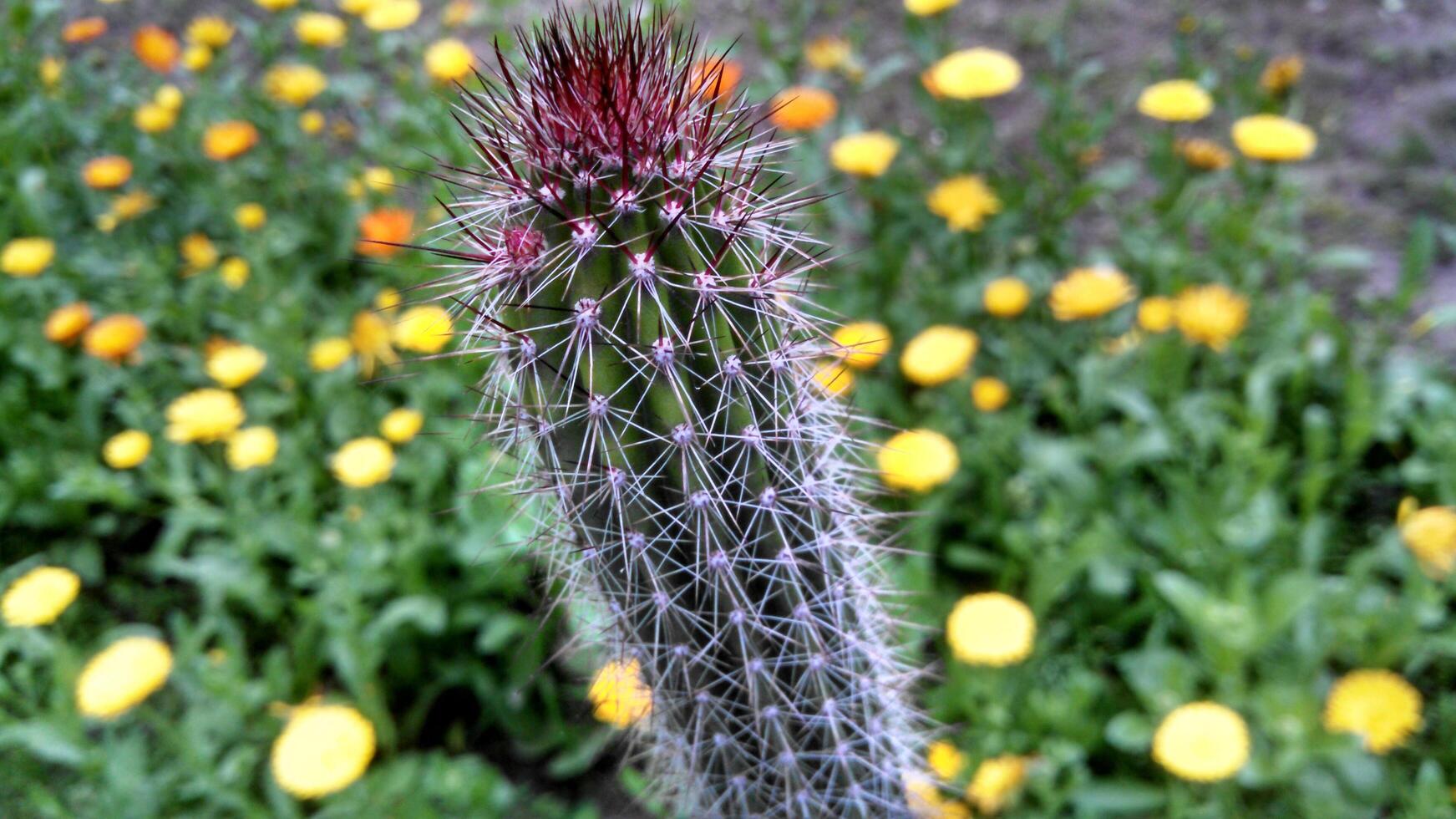 Organ Pipe cactus or Stenocereus thurberi photo