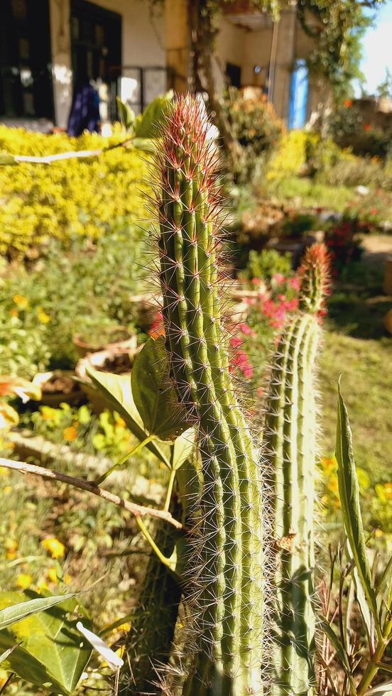 Organ Pipe cactus or Stenocereus thurberi photo