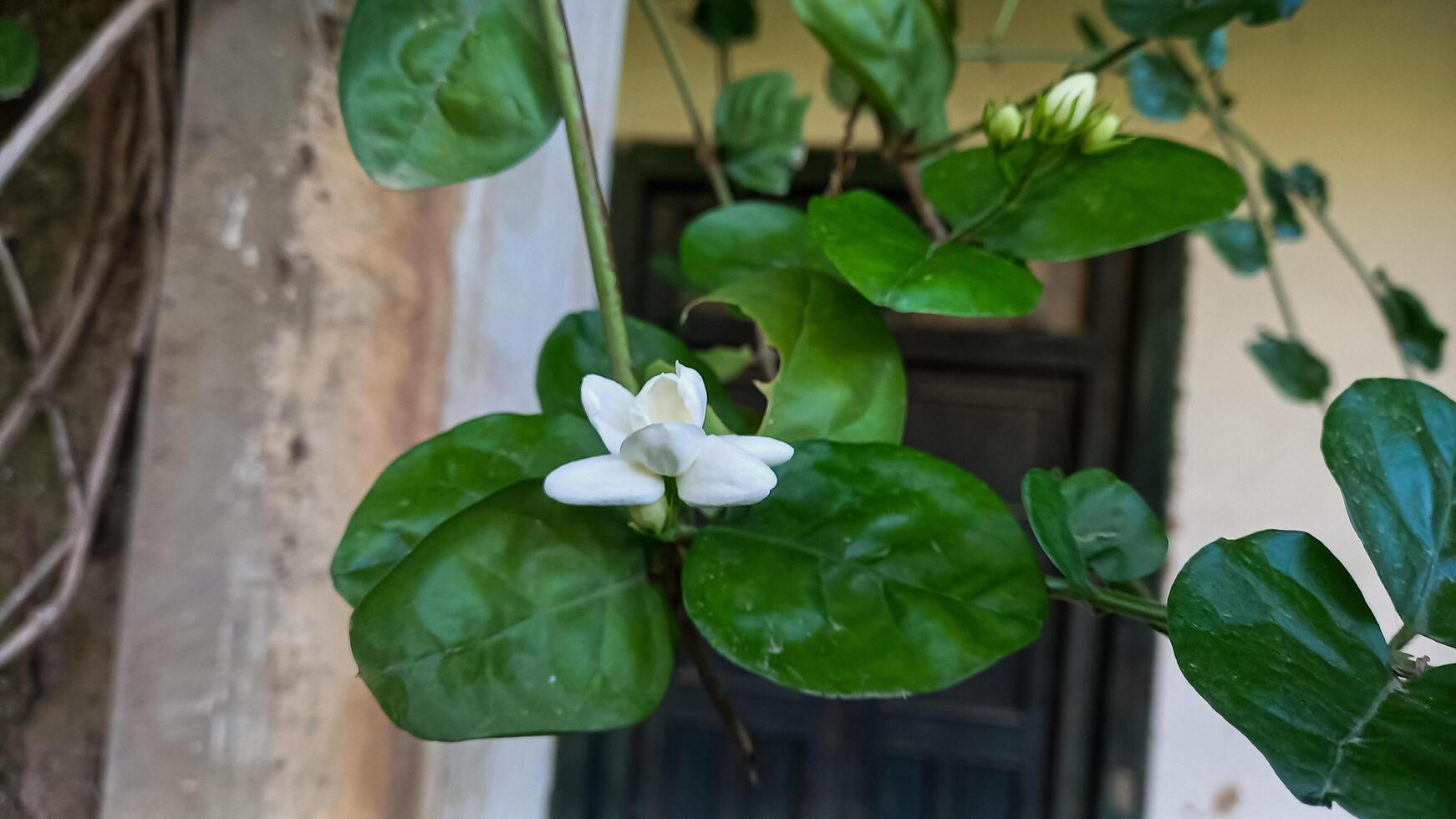 Fresh Jasmine white beautiful flowers photo