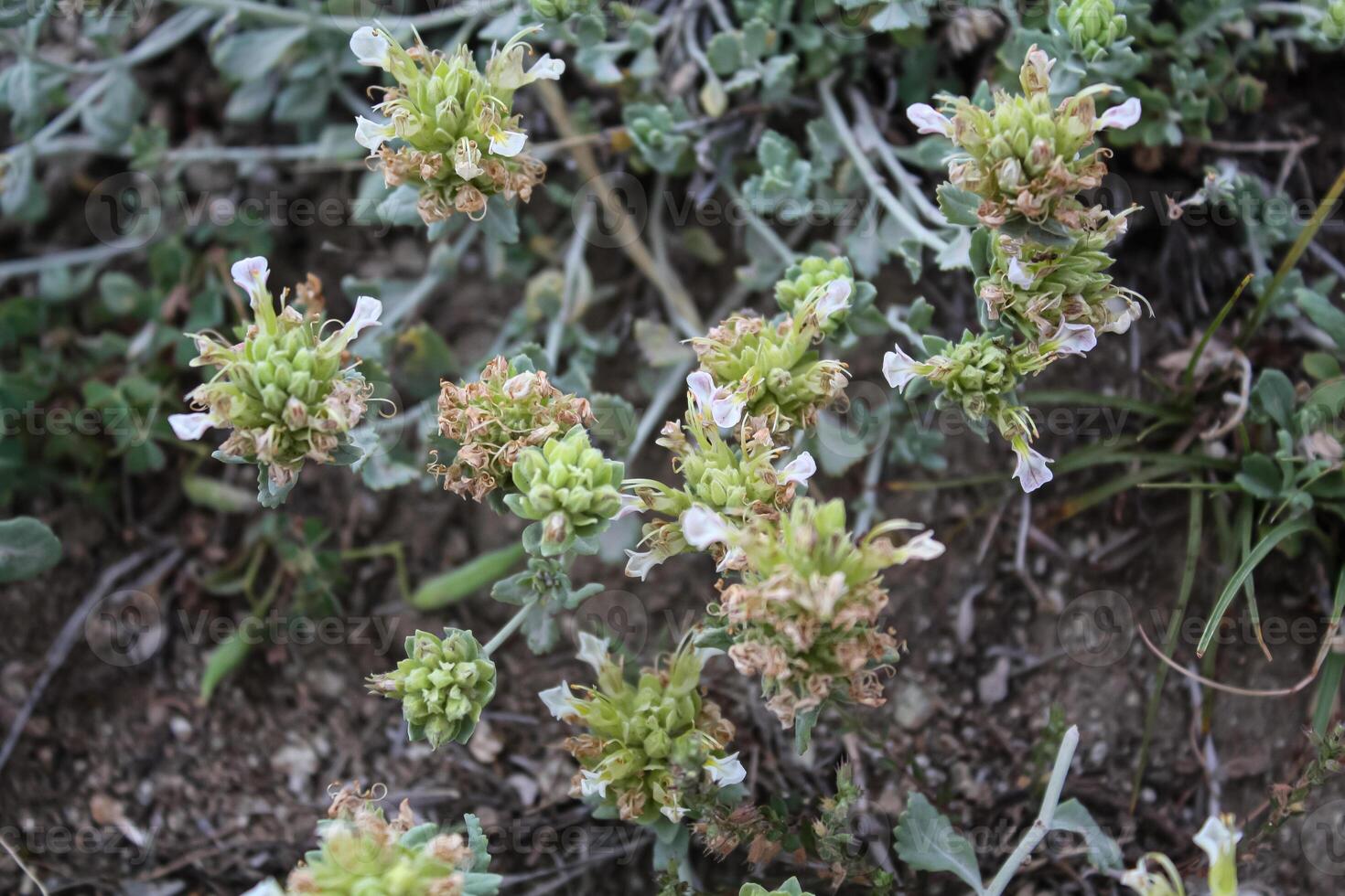 Teucrium dunense, scurfy germander mountainy plants photo