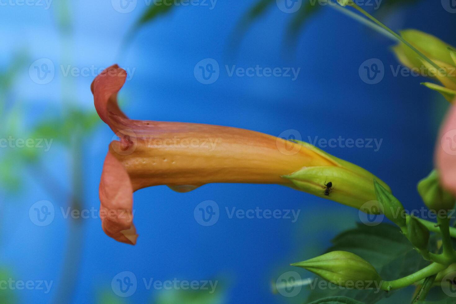 Chinese Trumpet Vine, Hummingbird vine,Cow itch vine, Trumpet creeper, Devil shoestring, Foxglove vine photo