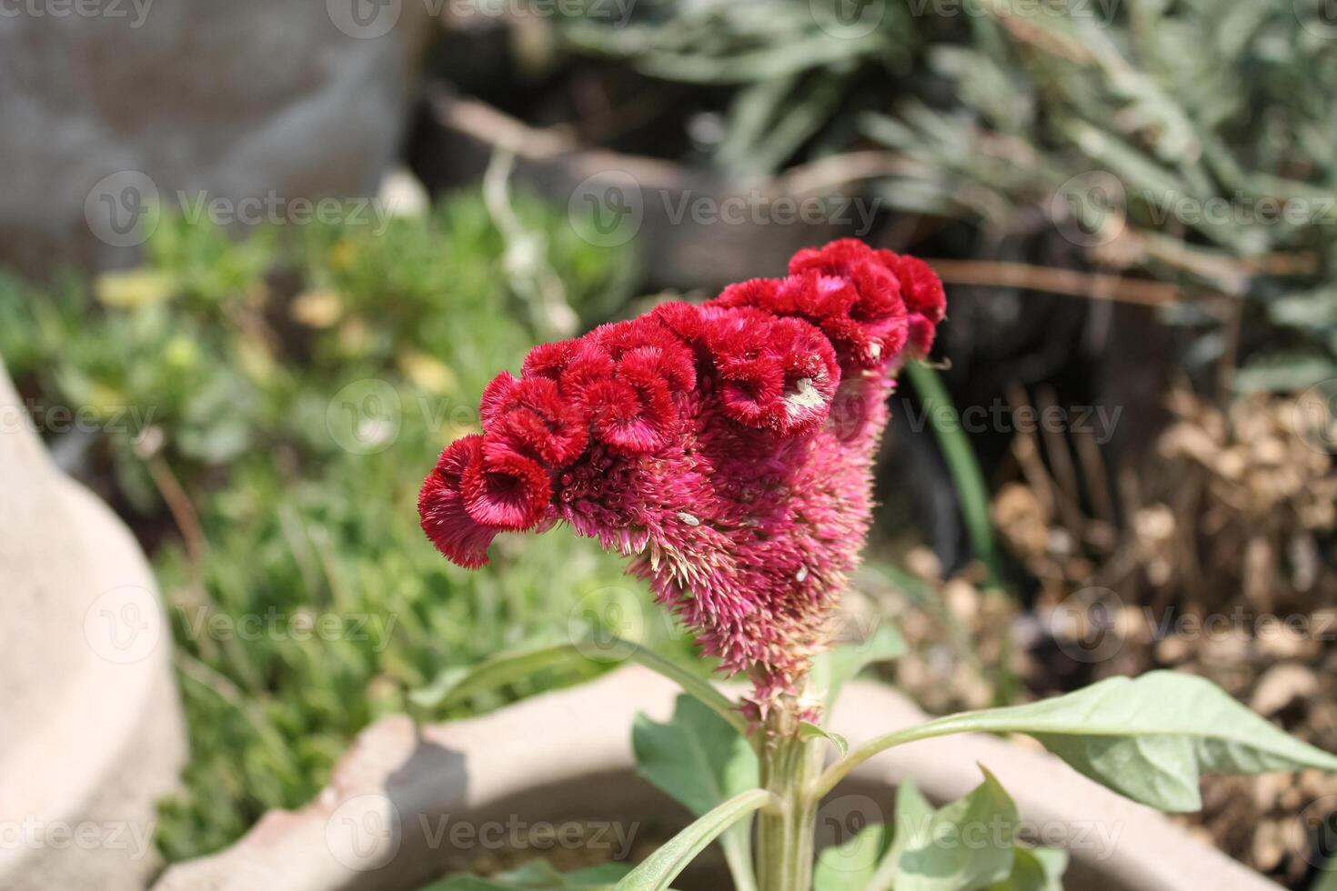 Amaranthus, Love-lies-bleeding, Pendant amaranth, Tassel, Velvet flower or Foxtail amaranth photo