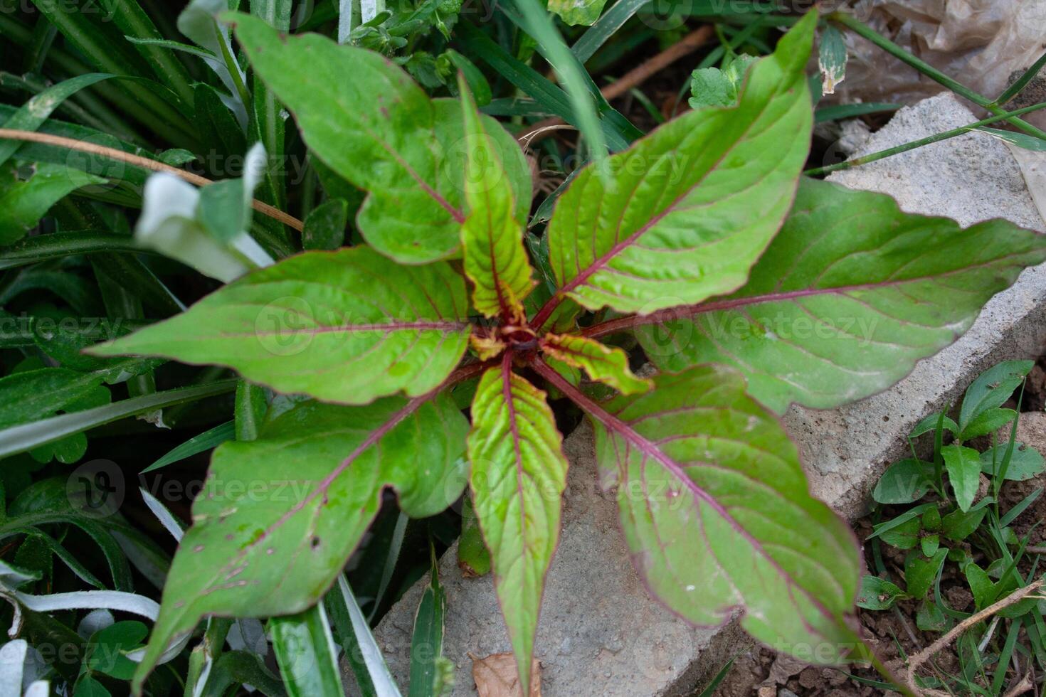 Amaranthus, Love-lies-bleeding, Pendant amaranth, Tassel, Velvet flower or Foxtail amaranth photo